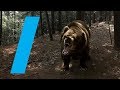Wild With: Bears (360 Video)