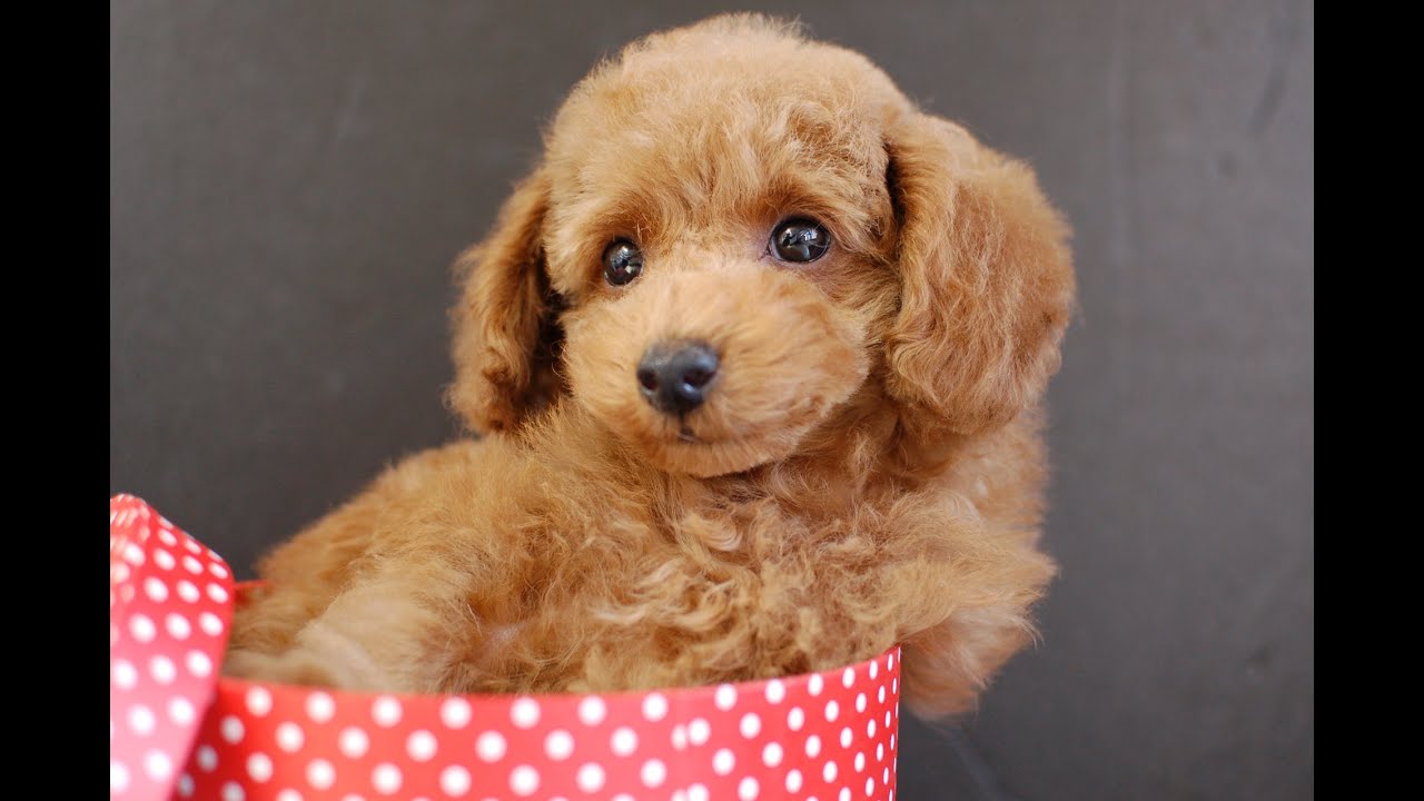 プードル神奈川ブリーダー トイプードル