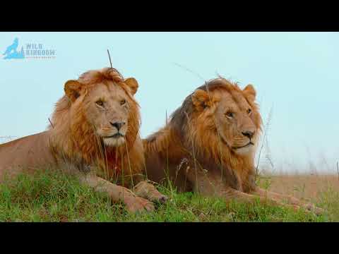 Mapogo The Strongest Lion Alliance of All Time #naturedocumentary | Wild Kingdoom