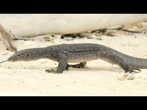 About Lizards, Birds and Crabs