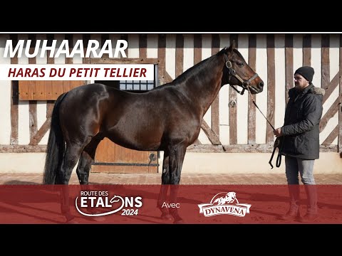 MUHAARAR : Route des Étalons Dynavena 2024 au Haras du Petit Tellier avec Éric Puerari