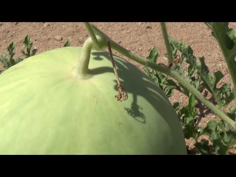 download lagu mp3 mp4 Desert King Watermelon, download lagu Desert King Watermelon gratis, unduh video klip Desert King Watermelon