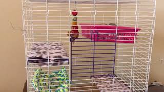 Critter Ware Chew Proof 4 Story Critter Cage Review!