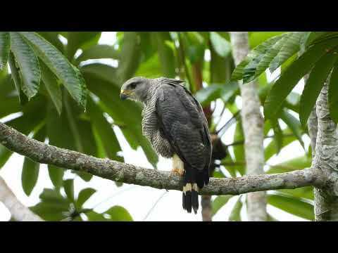 Gray-lined hawk (Buteo nitidus), French Guiana