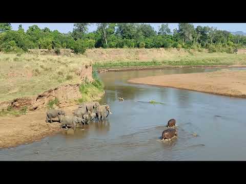 Elephant and hippos enjoying the Mara River.