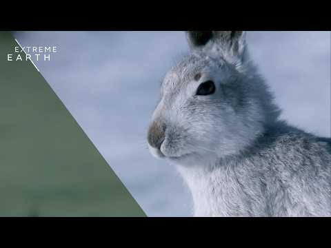 Inside Scotland’s Wildest Season (4K Documentary)