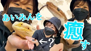 [討論] 聲優三姊妹逛爬蟲咖啡廳