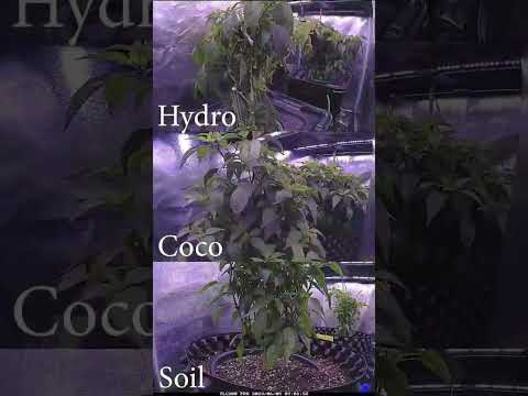 organic soil vs coco vs hydro Time-lapse