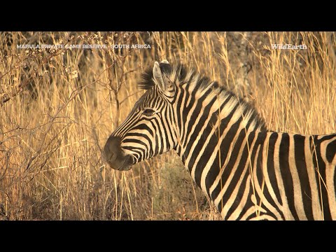 Charming sunrise of stripes and feathers