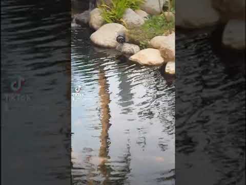 Công ty thi công hồ cá Koi Uông Gia Biên Hòa. Liên hệ  Ngọc Anh 0933149719.