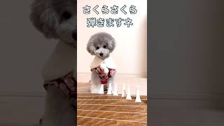 お琴を弾く犬♪ vol3