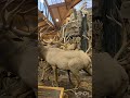 My Favorite Outdoor Store Cabela S