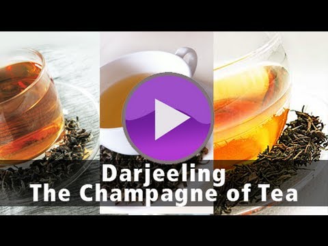 download lagu mp3 mp4 Darjeeling Champagne Of Tea, download lagu Darjeeling Champagne Of Tea gratis, unduh video klip Darjeeling Champagne Of Tea