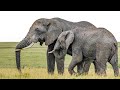 Elephant Man Music Videos Elephant Man Pon Di River Lyrics Kat Deluna 12Jan2023 Pixal Help