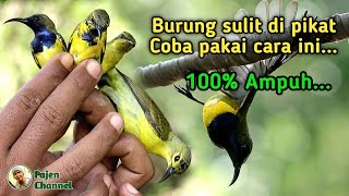 Download lagu Cara Ampuh Mikat Burung Yang Sulit Di Pikat mp3