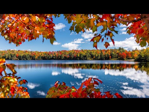 The Beauty of Peak Fall Foliage 🍁