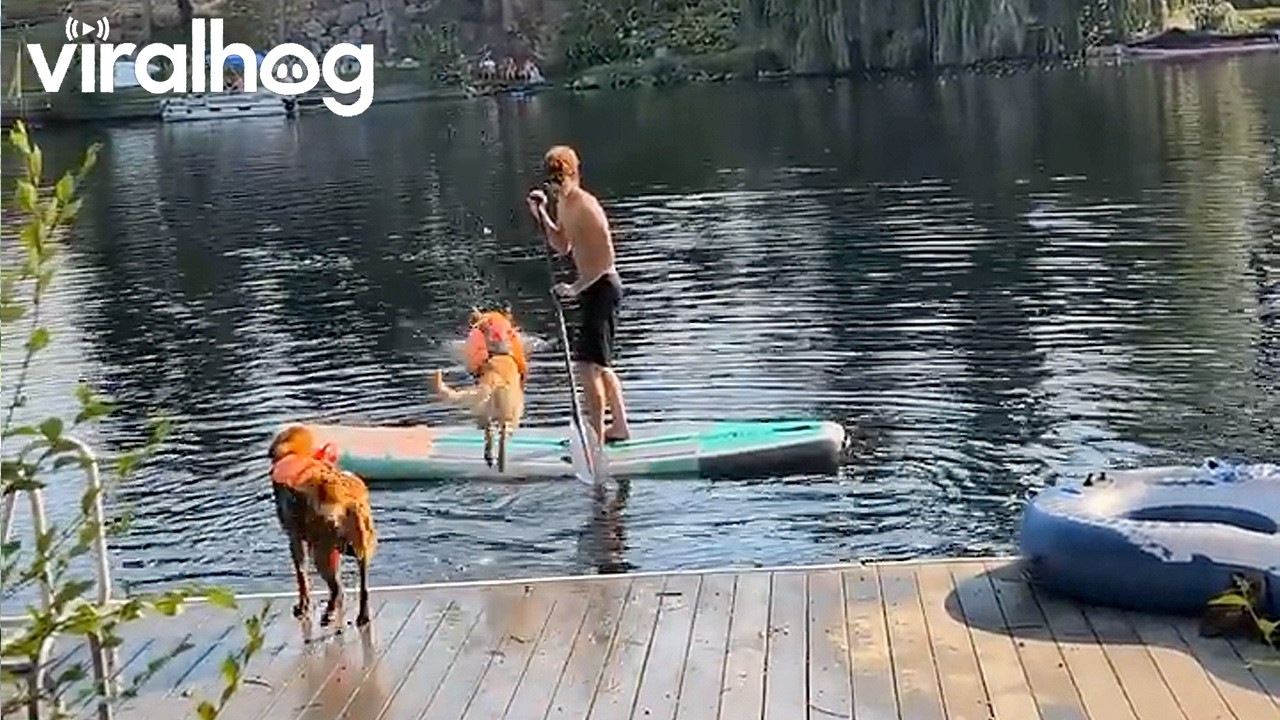Doggo Attempts to Jump Over Paddle Board but Takes the Driver Out Instead || ViralHog