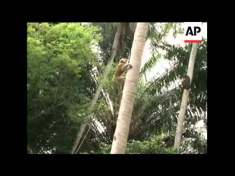 Monkeys trained to pick coconuts