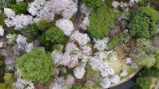 清水公園　日本さくら名所100選