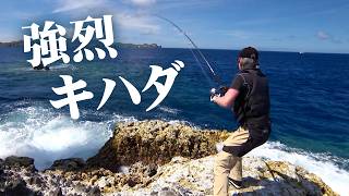 コチ