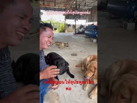 เทคนิคสอนให้สุนัขพูดคำว่าพ่อแบบง่ายง่าย