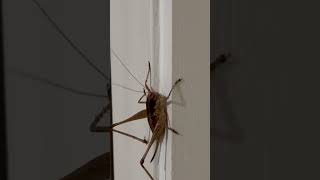 Locust won’t leave my door #ilike2walk #locusts