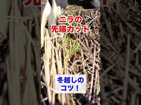  11月に温室に何を植えますか？冬に栽培を成功させるために温室を準備するにはどうすればよいですか？  庭園