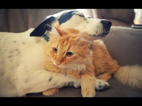 How Do I Train My Older Dog to Get Along with Cats?