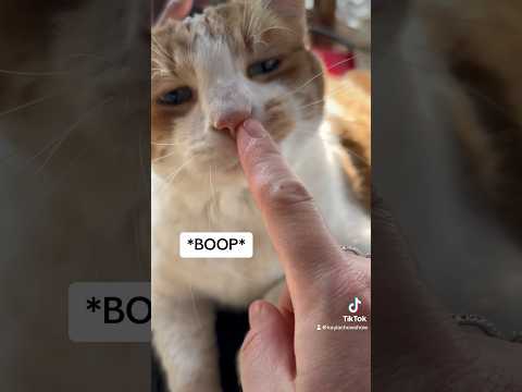 Must boop kitty #shorts