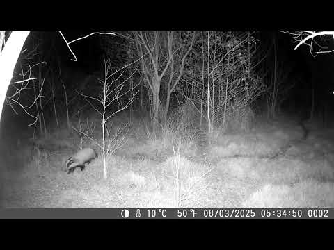 8 mars 2025, 5h34 : Blaireau de retour du Ruisseau