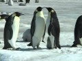 Documentary Nature - Penguins of the Antarctic