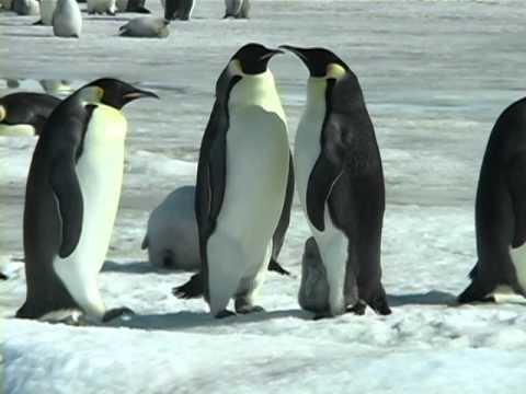 Penguins of the Antarctic