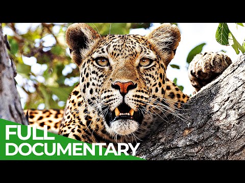 The Leopards of Dead Tree Island