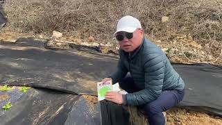 완두콩 심을 시기 얼마나 수확될까요?