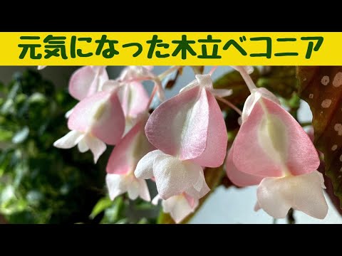 マクラータベゴニアの管理方法は？緑の親指を持っていない人にとって理想的な植物です。  庭園