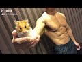 モフモフとムキムキのゴールデンハムスター
