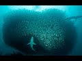 Wild Giant Predators Millions Of Sardines Nat Geo Wild