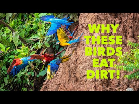YouTube video about: Why do birds play in the dirt?