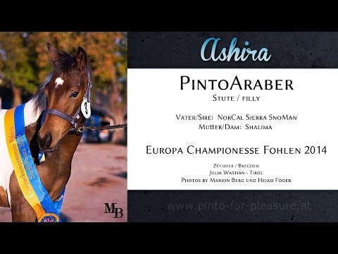 Ashira - 1. Platz Europa Championat (Pintopferde 2014)