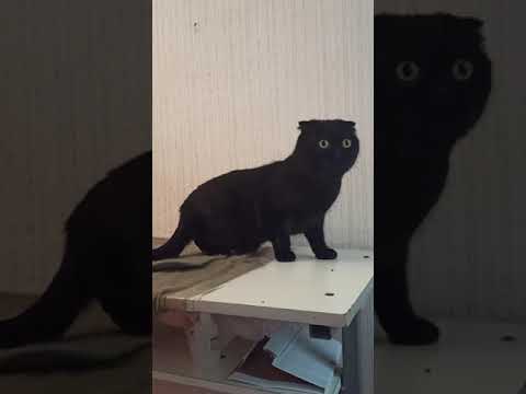 How to change the color of a black cat? Cut his fur! /Как изменить окрас чёрного кота? Подстричь!