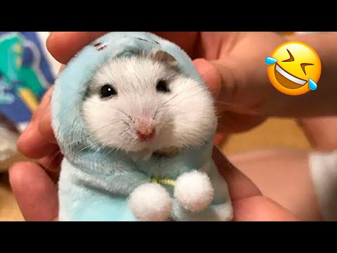 Vidéos drôles de hamsters | moments mignons et drôles des animaux