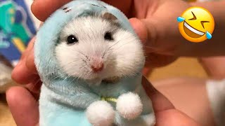 Miniature vidéo