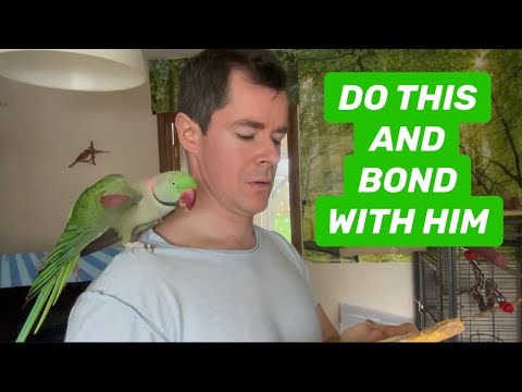 Parrot’s noises ,Alexandrine parrot @parrotshealth  ​⁠ ​⁠ #alexandrineparakeet #parrots ​⁠