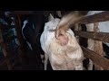 Ciri Ciri Kambing B1r4h1