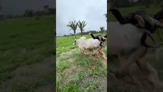 montando no touro no meio do pasto
