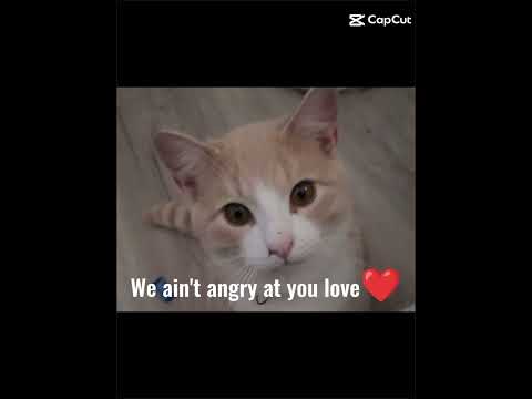 #simba we miss you...#cat# you are in a better place... 🕊️:(