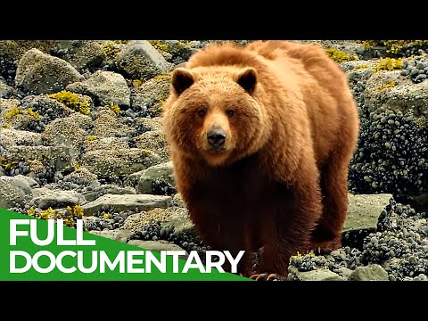 Glacier Bay National Park Pristine Beauty in Alaska's South