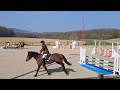 Ponette connemara 4 ans cso cce 