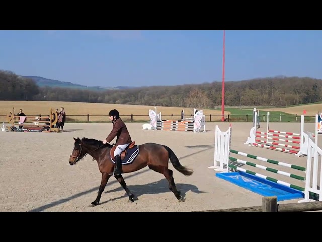 Ponette connemara 4 ans cso cce 