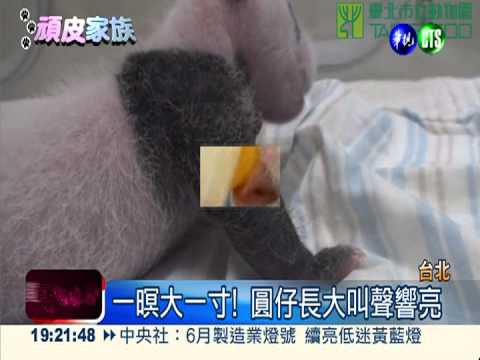 圓圓展現母愛 寶貝圓仔"分身"